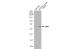 ETV1 Antibody in Western Blot (WB)