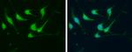 FGF14 Antibody in Immunocytochemistry (ICC/IF)