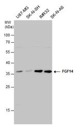 FGF14 Antibody in Western Blot (WB)