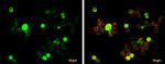 GFI1 Antibody in Immunocytochemistry (ICC/IF)