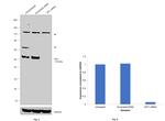 GFI1 Antibody in Western Blot (WB)