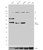 GFI1 Antibody in Western Blot (WB)