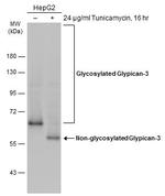 Glypican 3 Antibody in Western Blot (WB)