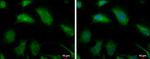 GLO1 Antibody in Immunocytochemistry (ICC/IF)