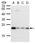 GLO1 Antibody in Western Blot (WB)