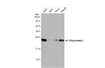 GLO1 Antibody in Western Blot (WB)