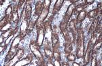 GOT2 Antibody in Immunohistochemistry (Paraffin) (IHC (P))