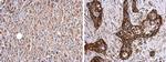 Glypican 1 Antibody in Immunohistochemistry (Paraffin) (IHC (P))