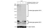 Glypican 1 Antibody in Western Blot (WB)