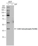 Phospho-GSK3B (Ser390) Antibody in Western Blot (WB)