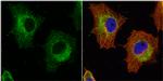 GSTP1 Antibody in Immunocytochemistry (ICC/IF)