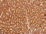 GSTP1 Antibody in Immunohistochemistry (Paraffin) (IHC (P))