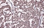 Phospho-Histone H2A.X (Ser139) Antibody in Immunohistochemistry (Paraffin) (IHC (P))