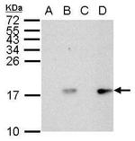 Phospho-Histone H2A.X (Ser139) Antibody in Western Blot (WB)