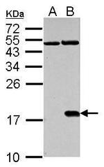 Phospho-Histone H2A.X (Ser139) Antibody in Western Blot (WB)