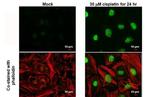 Phospho-Histone H2A.X (Ser139) Antibody in Immunocytochemistry (ICC/IF)