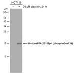 Phospho-Histone H2A.X (Ser139) Antibody in Western Blot (WB)