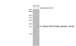 Phospho-Histone H2A.X (Ser139) Antibody in Western Blot (WB)