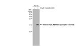 Phospho-Histone H2A.X (Ser139) Antibody in Western Blot (WB)