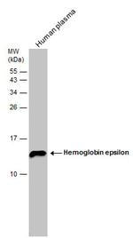 HBE1 Antibody in Western Blot (WB)