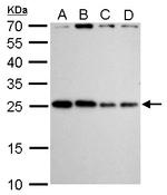 HMGB2 Antibody in Western Blot (WB)