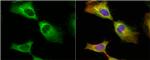 HSP27 Antibody in Immunocytochemistry (ICC/IF)