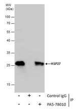 HSP27 Antibody in Immunoprecipitation (IP)