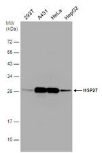 HSP27 Antibody in Western Blot (WB)