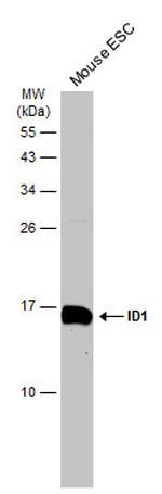 ID1 Antibody in Western Blot (WB)