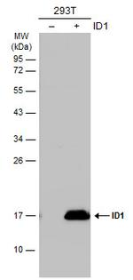 ID1 Antibody in Western Blot (WB)