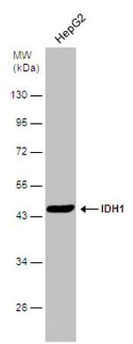 IDH1 Antibody in Western Blot (WB)