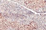 PDX1 Antibody in Immunohistochemistry (Paraffin) (IHC (P))