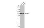 PDX1 Antibody in Western Blot (WB)