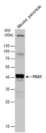 PDX1 Antibody in Western Blot (WB)