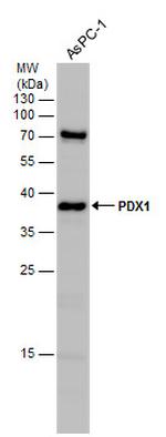 PDX1 Antibody in Western Blot (WB)