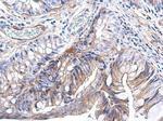 Pan Ras Antibody in Immunohistochemistry (Paraffin) (IHC (P))