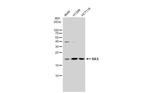 Pan Ras Antibody in Western Blot (WB)