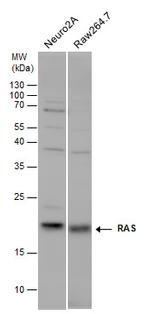 Pan Ras Antibody in Western Blot (WB)