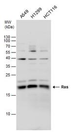 Pan Ras Antibody in Western Blot (WB)