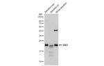 Pan Ras Antibody in Western Blot (WB)