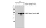 Pan Ras Antibody in Western Blot (WB)