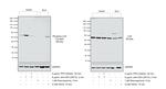 Phospho-LCK (Tyr394) Antibody in Western Blot (WB)