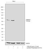 Phospho-SMAD2 (Ser245, Ser250, Ser255) Antibody