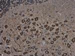 MAP1B Antibody in Immunohistochemistry (Paraffin) (IHC (P))