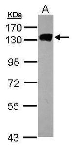 MCM2 Antibody in Western Blot (WB)