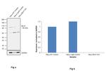 MLH1 Antibody in Western Blot (WB)