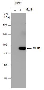 MLH1 Antibody in Western Blot (WB)