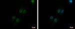 MRE11 Antibody in Immunocytochemistry (ICC/IF)