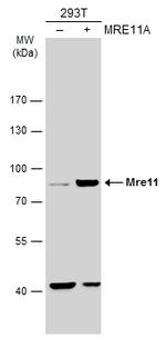 MRE11 Antibody in Western Blot (WB)