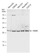 MSX2 Antibody in Western Blot (WB)